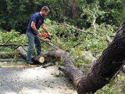 Tree and Shrub Care