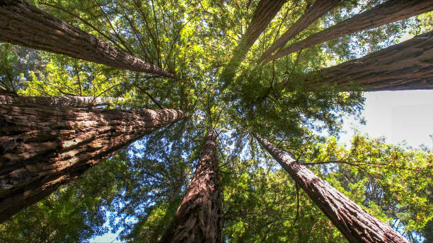 How Our Tree Care Process Works  in  Stanwood, WA